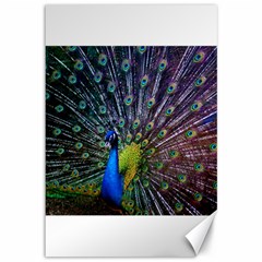 Peacock Colors Bird Colorful Canvas 12  X 18  by Vaneshart