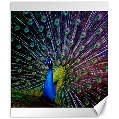 Peacock Colors Bird Colorful Canvas 20  X 24  by Vaneshart