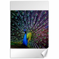 Peacock Colors Bird Colorful Canvas 24  X 36  by Vaneshart