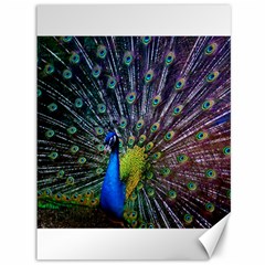 Peacock Colors Bird Colorful Canvas 36  x 48 