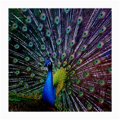 Peacock Colors Bird Colorful Medium Glasses Cloth