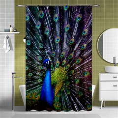 Peacock Colors Bird Colorful Shower Curtain 48  x 72  (Small) 