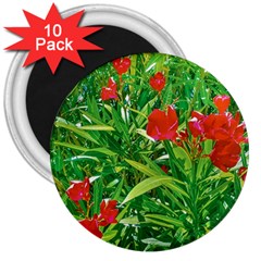 Red Flowers And Green Plants At Outdoor Garden 3  Magnets (10 Pack)  by dflcprintsclothing