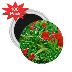 Red Flowers And Green Plants At Outdoor Garden 2 25  Magnets (100 Pack)  by dflcprintsclothing