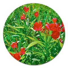 Red Flowers And Green Plants At Outdoor Garden Magnet 5  (round) by dflcprintsclothing