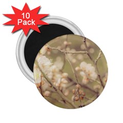 Sakura Flowers, Imperial Palace Park, Tokyo, Japan 2 25  Magnets (10 Pack)  by dflcprintsclothing