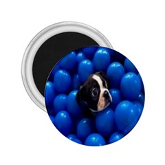 Cute Balls Puppy 2 25  Magnets by Sparkle