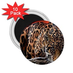 Nature With Tiger 2 25  Magnets (10 Pack)  by Sparkle