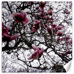 Saucer Magnolia Tree Canvas 12  x 12 