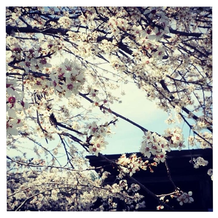 Plum Blossoms Wooden Puzzle Square