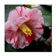 Striped Pink Camellia Ii Tile Coaster by okhismakingart