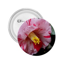 Striped Pink Camellia Ii 2 25  Buttons by okhismakingart