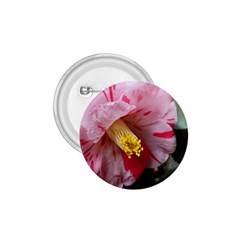 Striped Pink Camellia Ii 1 75  Buttons by okhismakingart