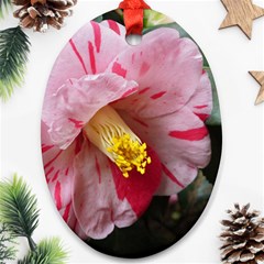 Striped Pink Camellia Ii Ornament (oval)