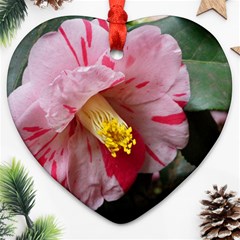 Striped Pink Camellia Ii Ornament (heart)