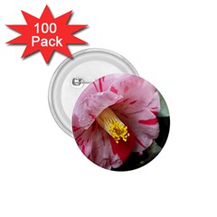 Striped Pink Camellia Ii 1 75  Buttons (100 Pack)  by okhismakingart