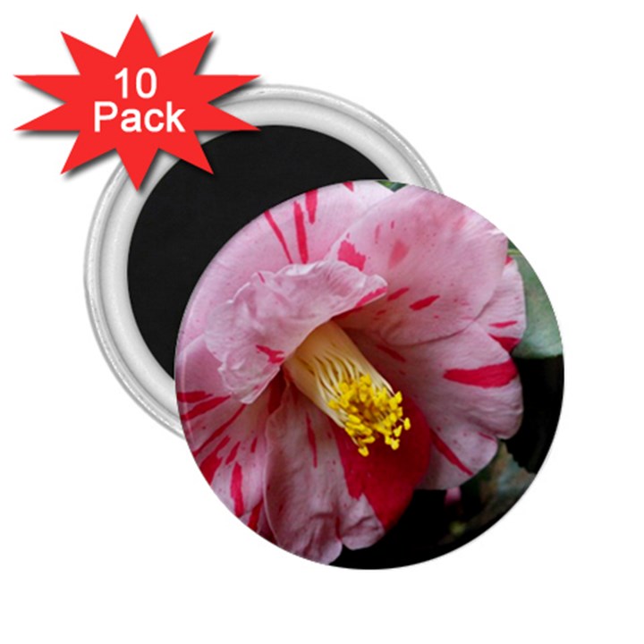 Striped Pink Camellia II 2.25  Magnets (10 pack) 