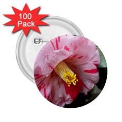 Striped Pink Camellia Ii 2 25  Buttons (100 Pack)  by okhismakingart