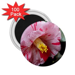 Striped Pink Camellia Ii 2 25  Magnets (100 Pack)  by okhismakingart