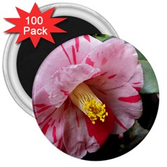 Striped Pink Camellia Ii 3  Magnets (100 Pack) by okhismakingart