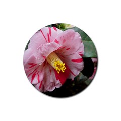 Striped Pink Camellia Ii Rubber Round Coaster (4 Pack)  by okhismakingart