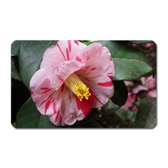 Striped Pink Camellia Ii Magnet (rectangular) by okhismakingart