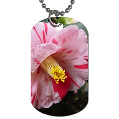 Striped Pink Camellia Ii Dog Tag (two Sides) by okhismakingart