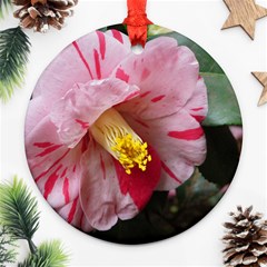 Striped Pink Camellia Ii Round Ornament (two Sides)