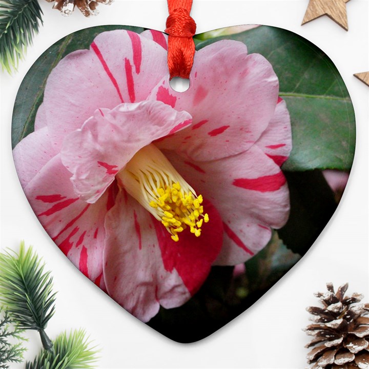 Striped Pink Camellia II Heart Ornament (Two Sides)