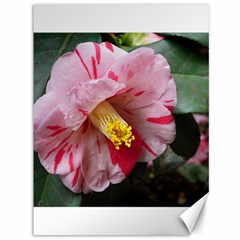 Striped Pink Camellia Ii Canvas 36  X 48  by okhismakingart