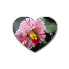 Striped Pink Camellia Ii Rubber Coaster (heart)  by okhismakingart