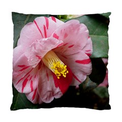 Striped Pink Camellia Ii Standard Cushion Case (one Side) by okhismakingart