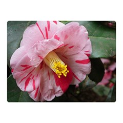 Striped Pink Camellia Ii Double Sided Flano Blanket (mini)  by okhismakingart