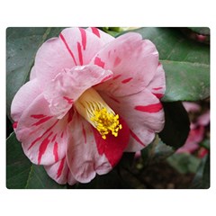 Striped Pink Camellia Ii Double Sided Flano Blanket (medium)  by okhismakingart