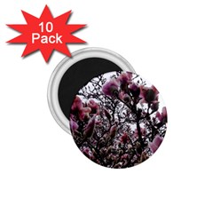 Saucer Magnolia Tree Ii 1 75  Magnets (10 Pack)  by okhismakingart