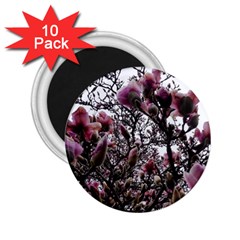 Saucer Magnolia Tree Ii 2 25  Magnets (10 Pack)  by okhismakingart