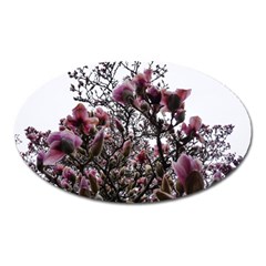 Saucer Magnolia Tree Ii Oval Magnet by okhismakingart