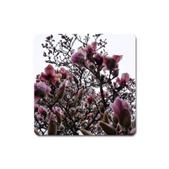 Saucer Magnolia Tree Ii Square Magnet by okhismakingart