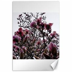 Saucer Magnolia Tree Ii Canvas 24  X 36  by okhismakingart