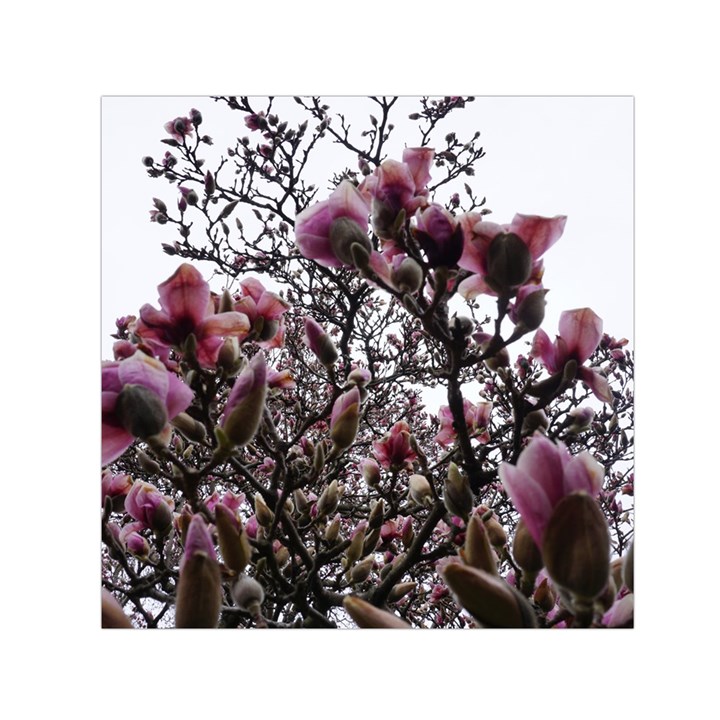 Saucer Magnolia Tree II Small Satin Scarf (Square)