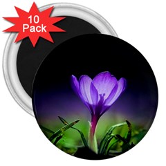 Floral Nature 3  Magnets (10 Pack)  by Sparkle