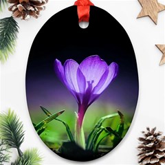 Floral Nature Oval Ornament (two Sides) by Sparkle