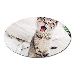 Laughing Kitten Oval Magnet by Sparkle