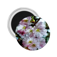 Pinkfloral 2 25  Magnets by Sparkle