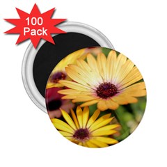 Yellow Flowers 2 25  Magnets (100 Pack)  by Sparkle