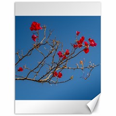 Santa Rita Flower Photo001 Canvas 18  X 24  by dflcprintsclothing