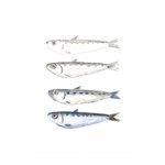 Pencil Fish Sardine Drawing Shower Curtain 48  x 72  (Small)  Curtain(48  X 72 ) - 42.18 x64.8  Curtain(48  X 72 )