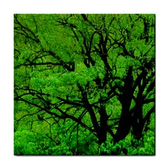 Big Trees, El Leoncito National Park, San Juan, Argentina Tile Coaster by dflcprintsclothing