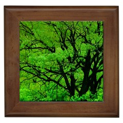 Big Trees, El Leoncito National Park, San Juan, Argentina Framed Tile by dflcprintsclothing