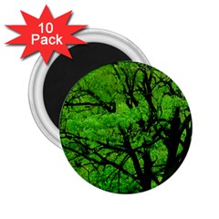 Big Trees, El Leoncito National Park, San Juan, Argentina 2 25  Magnets (10 Pack)  by dflcprintsclothing